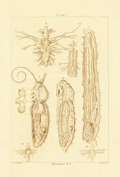 Metamorfóza, 1833-39